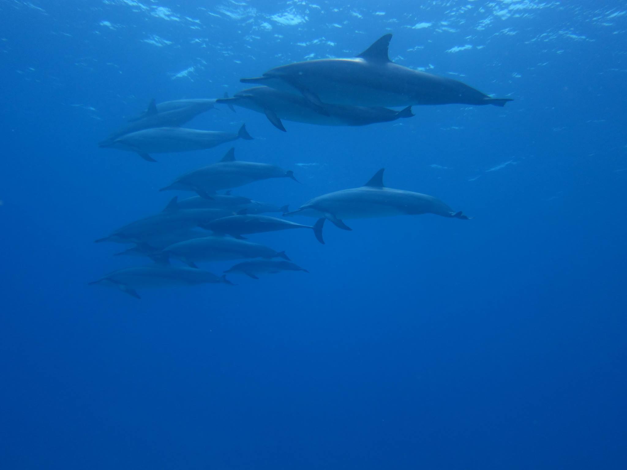 Dolphins