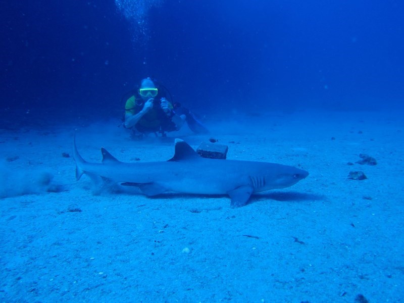 Shark