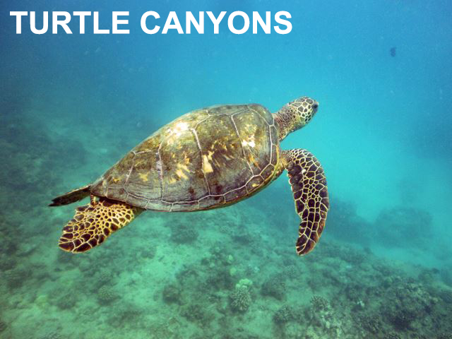 Turtle Canyons
