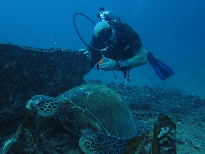 Turtle on wreck