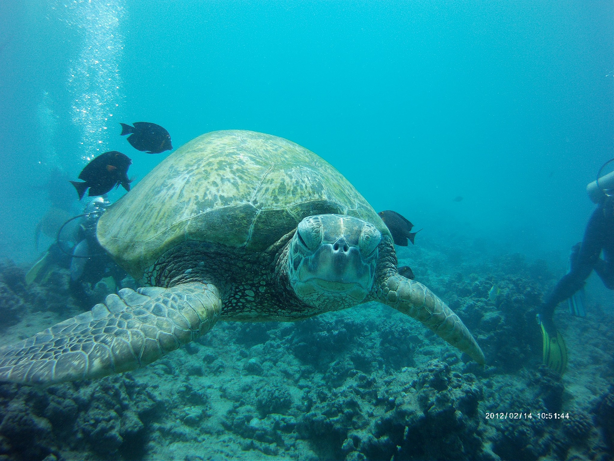 Turtle w feeders