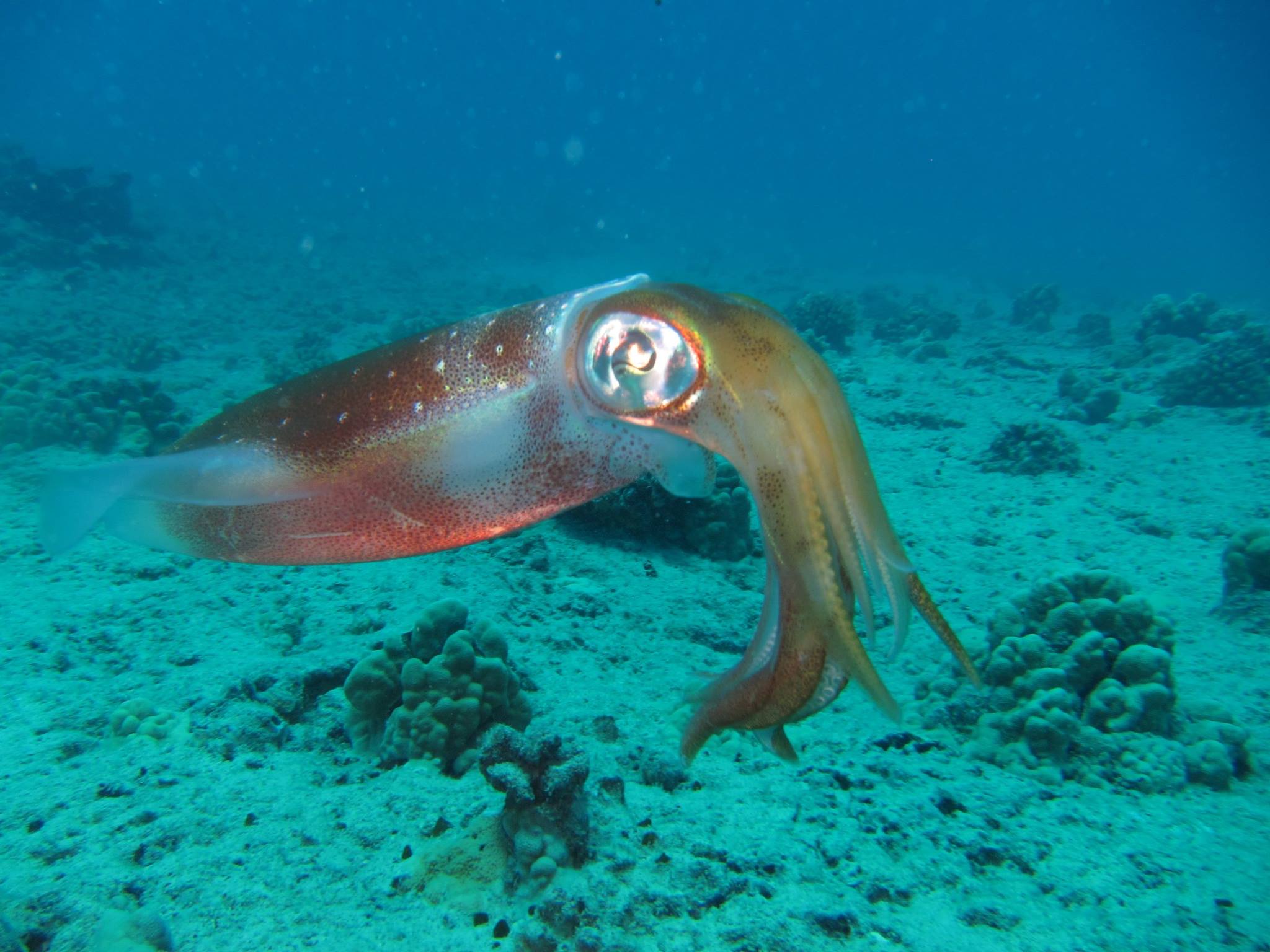 shrimp